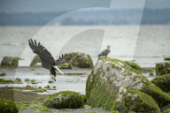 Summer Nesting Bald Eagles In The Pacific Northwest 