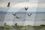 Summer Nesting Bald Eagles In The Pacific Northwest 