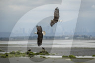Summer Nesting Bald Eagles In The Pacific Northwest 
