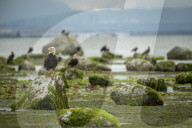 Summer Nesting Bald Eagles In The Pacific Northwest 