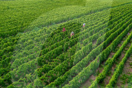 Agriculture Under High Temperatures