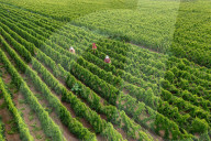 Agriculture Under High Temperatures