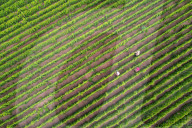 Agriculture Under High Temperatures