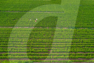 Agriculture Under High Temperatures