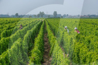 Agriculture Under High Temperatures