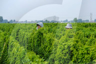Agriculture Under High Temperatures