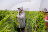 Agriculture Under High Temperatures
