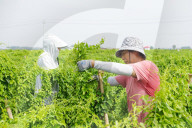 Agriculture Under High Temperatures