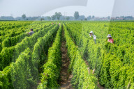 Agriculture Under High Temperatures