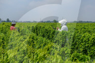 Agriculture Under High Temperatures