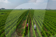 Agriculture Under High Temperatures