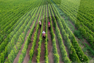 Agriculture Under High Temperatures