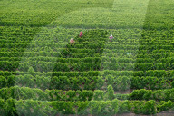 Agriculture Under High Temperatures