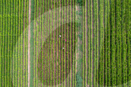 Agriculture Under High Temperatures