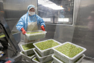 Foreign Trade Food Processing in Yichang