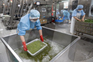 Foreign Trade Food Processing in Yichang