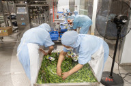 Foreign Trade Food Processing in Yichang