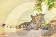 Wildlife Attractions In Sri Lanka - Yala National Park