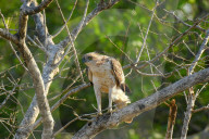 Wildlife Attractions In Sri Lanka - Yala National Park