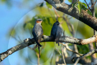 Wildlife Attractions In Sri Lanka - Yala National Park