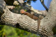Wildlife Attractions In Sri Lanka - Yala National Park