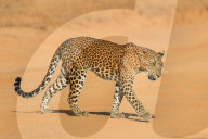 Wildlife Attractions In Sri Lanka - Yala National Park