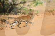 Wildlife Attractions In Sri Lanka - Yala National Park