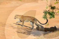 Wildlife Attractions In Sri Lanka - Yala National Park