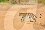 Wildlife Attractions In Sri Lanka - Yala National Park