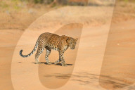 Wildlife Attractions In Sri Lanka - Yala National Park