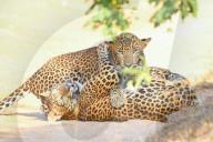 Wildlife Attractions In Sri Lanka - Yala National Park