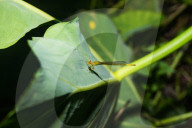 Coromandel Marsh Dart Camouflage - Ceriagrion Coromandelianum - Pest Control Agent - Animal India