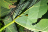 Coromandel Marsh Dart Camouflage - Ceriagrion Coromandelianum - Pest Control Agent - Animal India