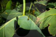 Coromandel Marsh Dart Camouflage - Ceriagrion Coromandelianum - Pest Control Agent - Animal India