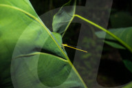 Coromandel Marsh Dart Camouflage - Ceriagrion Coromandelianum - Pest Control Agent - Animal India