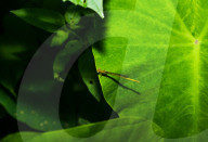 Coromandel Marsh Dart Camouflage - Ceriagrion Coromandelianum - Pest Control Agent - Animal India