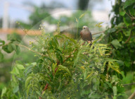 India Animal Bird