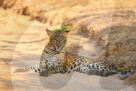 Wildlife Attractions In Sri Lanka - Yala National Park