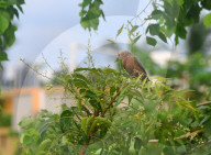 India Animal Bird