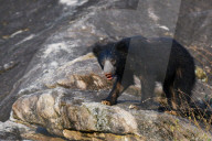 Wildlife Attractions In Sri Lanka - Yala National Park
