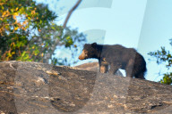 Wildlife Attractions In Sri Lanka - Yala National Park