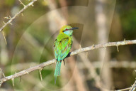 Wildlife Attractions In Sri Lanka - Yala National Park