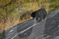 Wildlife Attractions In Sri Lanka - Yala National Park