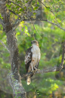 Wildlife Attractions In Sri Lanka - Yala National Park