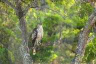 Wildlife Attractions In Sri Lanka - Yala National Park