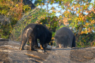 Wildlife Attractions In Sri Lanka - Yala National Park