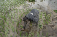Monsoon Fuels Rice Cultivation In Rural Maharashtra