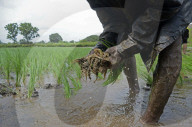 Monsoon Fuels Rice Cultivation In Rural Maharashtra