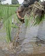 Monsoon Fuels Rice Cultivation In Rural Maharashtra