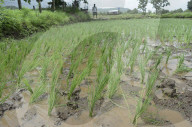 Monsoon Fuels Rice Cultivation In Rural Maharashtra